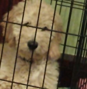 Meet your Posher, Maureen